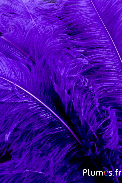 Autruche premium - 50-60 cm - violet